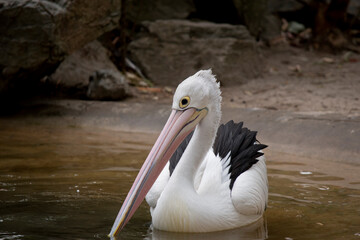 the pelican is swimming in the river