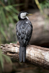 the pied cormorant is perched on a tree limb