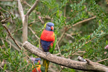 the rainbow lorikeet is perched on a tree branch