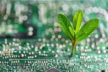 Tree growing on the converging point of computer circuit board. Green computing, Green technology, Green IT, CSR, and IT ethics. Concept of green technology. Environment green technology.