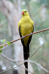 the regent parrot is perched on a twig