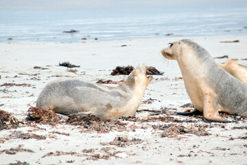 the female sea lions are resting at seal bay