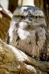 the tawny frogmouth hides in plain sight looking like part of the tree