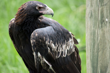 the wedge tailed eagle is looking for prey to catch