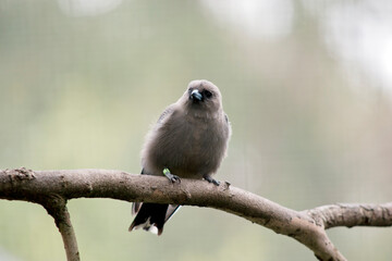 the woodswallow is perched on a tree branch