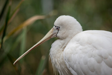 this is a close up of a yellow spoonbill