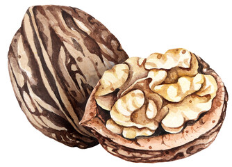 Walnut watercolor isolated on white background.Grain protein.