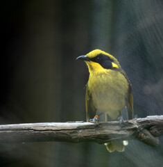 the yellow tufted honey eater is perched on a tree branch