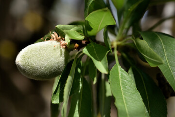 Wild almond nut in nature