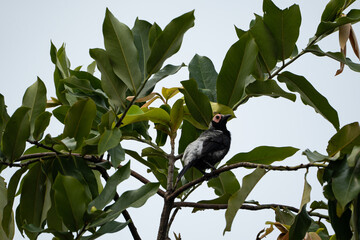  a wild coleta that creates mixture of like clicks, squeals, metallic warbling, and piping noteschirps at the top of the tree; it's a kind of starling bird that can be seen only in the Philippines