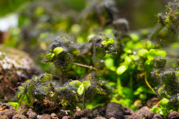 Monte Carlo carpet plant infested with black beard algae