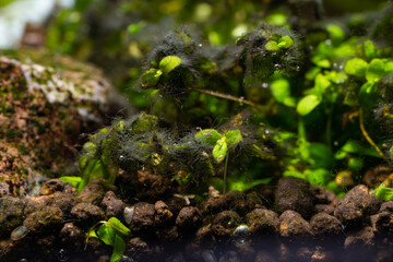 Monte Carlo carpet plant infested with black beard algae