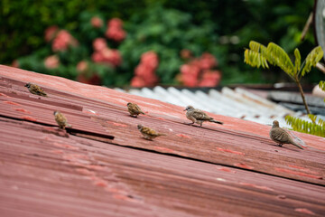 a group of wandering Inca Dove and house sparrow on a rusty roof