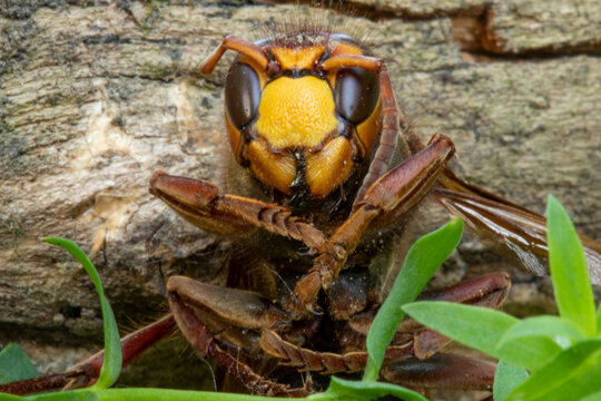 Giant hornet insect