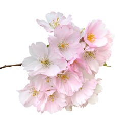 Sakura flowers, cherry blossom branch, isolated on white