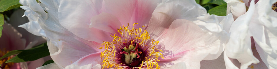 Fototapeta na wymiar 4x1 banner for social networks and websites. Close-up of large white pink peony flower