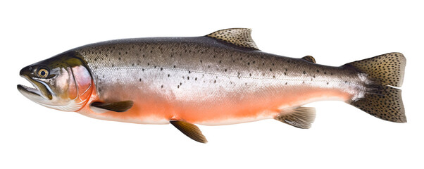 Salmon fish isolated on transparent background png file