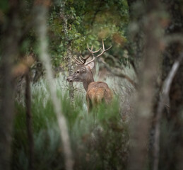 Huge male deer paying attention in the bush