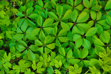 Wall of wild grape leaves as green floral background, wallpaper, pattern. Green foliage top view.