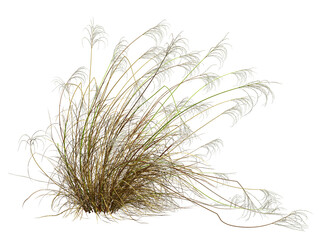 Cutout dried grass overgrown field 3d render illustration png