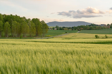 Crop fields of cereal at sunset. Barley