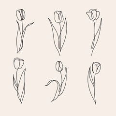 A line art drawing tulip flower vector set. Doodle botanical elegant minimalism floral plant - obrazy, fototapety, plakaty