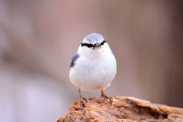 札幌市円山公園の野鳥