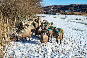 Flock of sheep at a snow covered meadow in County Donegal - Ireland