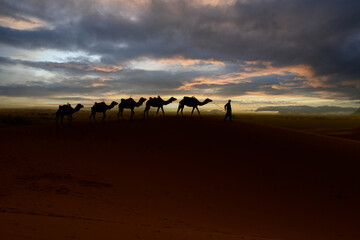 Fototapeta na wymiar Tuareg with camels walk thru the desert on the western part of The Sahara Desert in Morocco. The Sahara Desert is the world's largest hot desert.