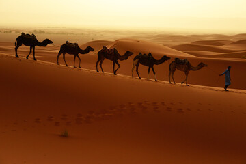 Fototapeta na wymiar Tuareg with camels walk thru the desert on the western part of The Sahara Desert in Morocco. The Sahara Desert is the world's largest hot desert.