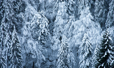 frost and snow cover the great forests of the North