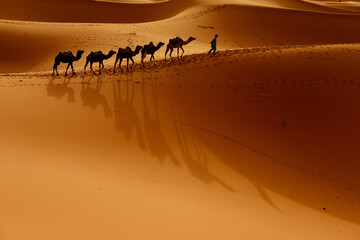 Tuareg with camels walk thru the desert on the western part of The Sahara Desert in Morocco. The...