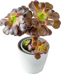 Aeonium succulents isolated on white background. Plant in the pot. Floriculture. Grow a flower from...