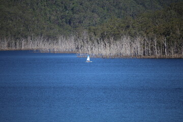 Sailing Boat with Dead Trees in the background
