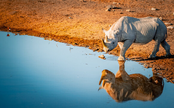 Rhinoceros - Etosha park - Namibie