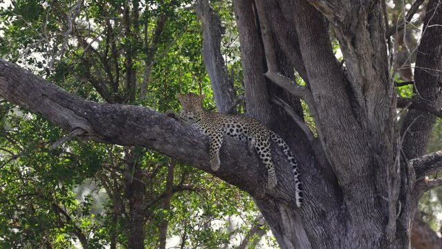 Leopard making eye contact from a big Leadwood tree