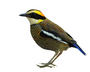 female of malayan banded pitta fully standing isolated on white background, lovely bird