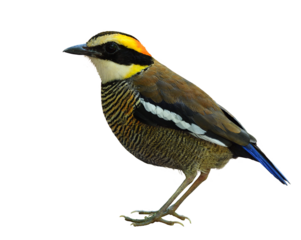 female of malayan banded pitta fully standing isolated on white background, lovely bird