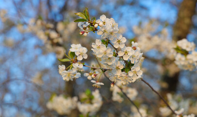 Blooming cherry flowers on a branch in spring garden. Flowering fruit trees.