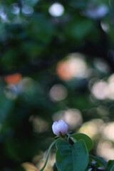 Pink blossoms on quince tree. Selective focus.