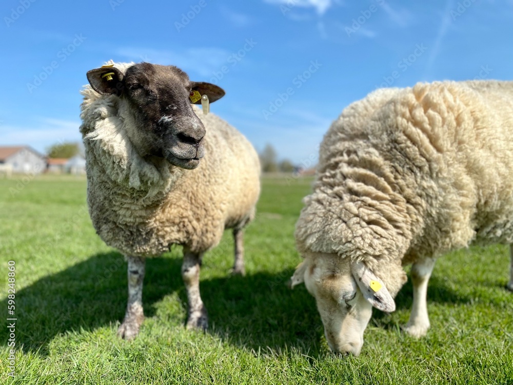 Wall mural two sheep on a green meadow in good weather