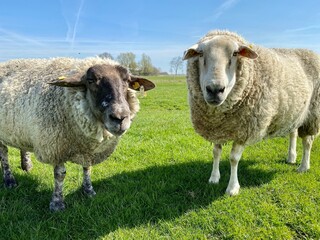 Two sheep on a green meadow in good weather