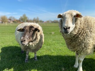 Fototapeta premium Two sheep on a green meadow in good weather