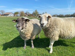 Naklejka na ściany i meble Two sheep on a green meadow in good weather
