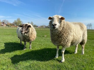 Two sheep on a green meadow in good weather