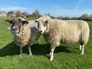 Obraz premium Two sheep on a green meadow in good weather