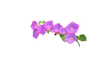Obraz na płótnie Canvas Isolated image of purple morning glory flower on png file on transparent background.