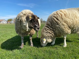 Two sheep on a green meadow in good weather