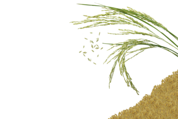 Isolated image of a bouquet of Thai jasmine rice with rice grains on a png file at transparent background