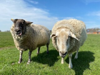 Two sheep on a green meadow in good weather